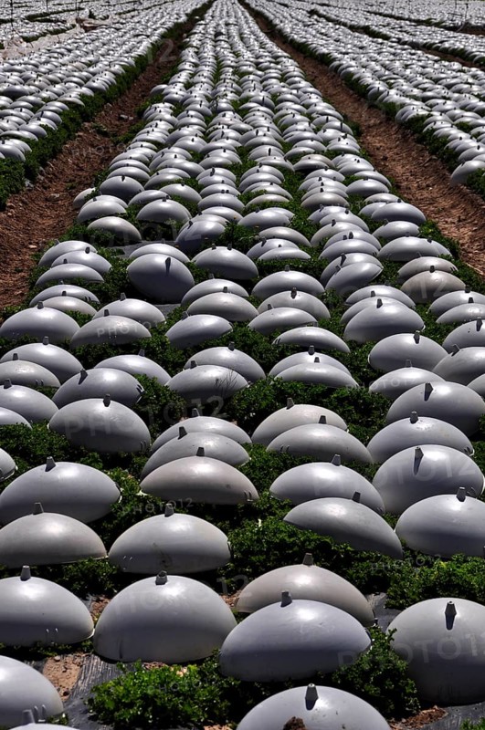 Rows of lettuce covered with plastic caps