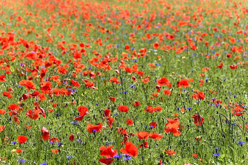 Flower meadow