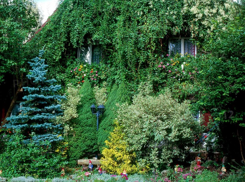 Ivy tendrils and flower garden