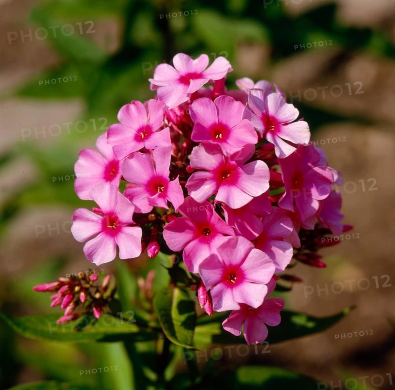 Grosser Staudenphlox