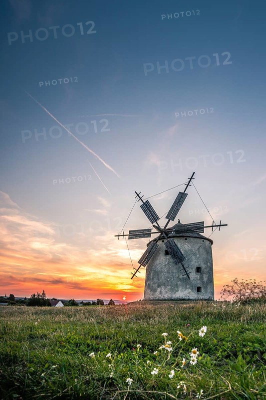 The Old Windmill of Tes at sunset with marguerites