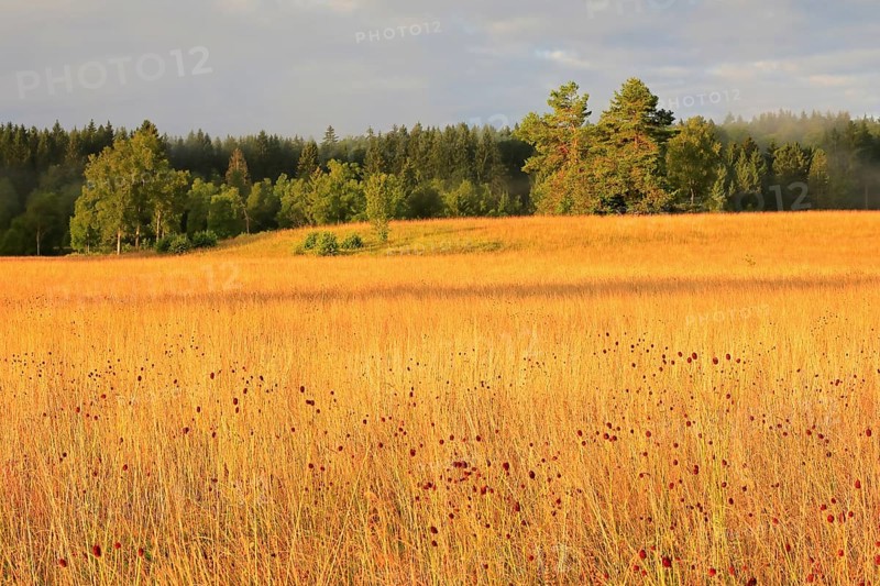 Great burnet