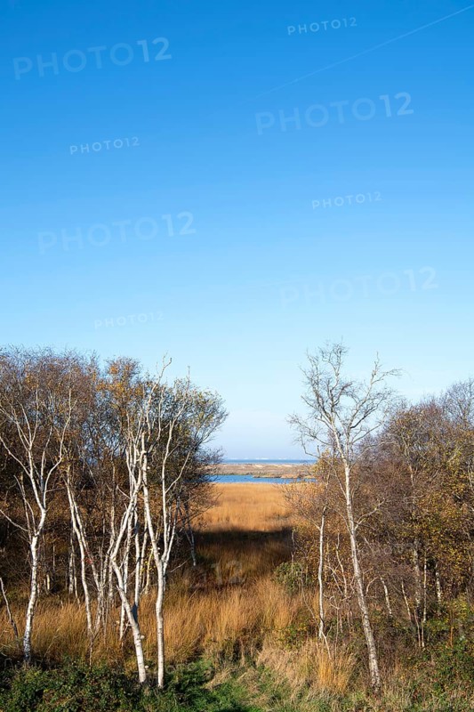 Floating bog
