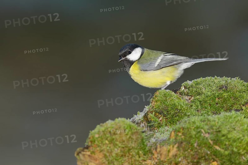Great tit