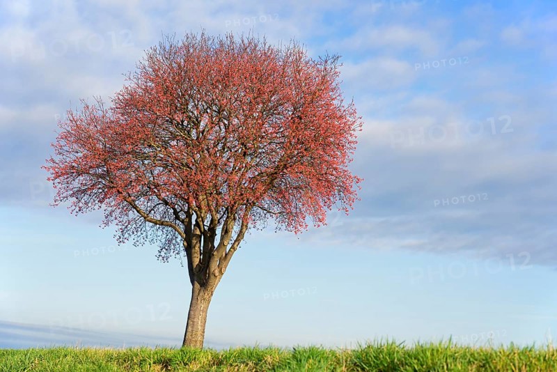 Deciduous tree