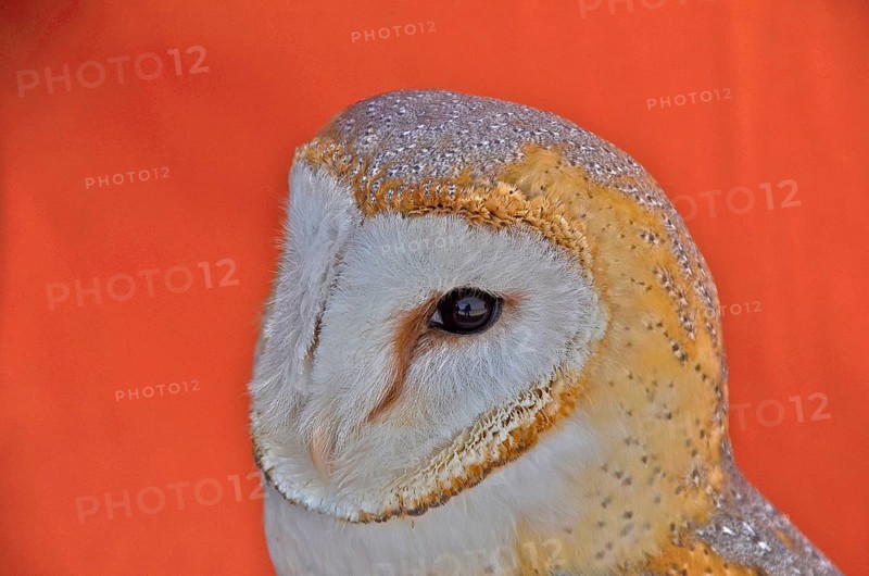 Head of a common barn owl