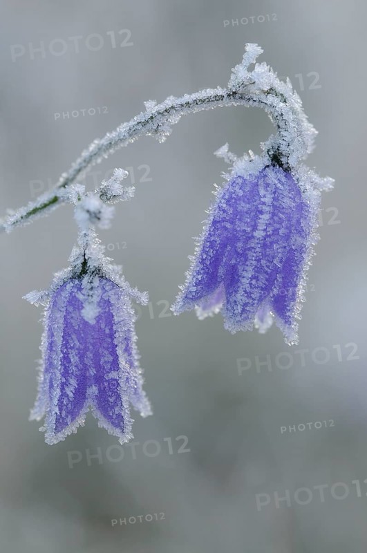 Harebell