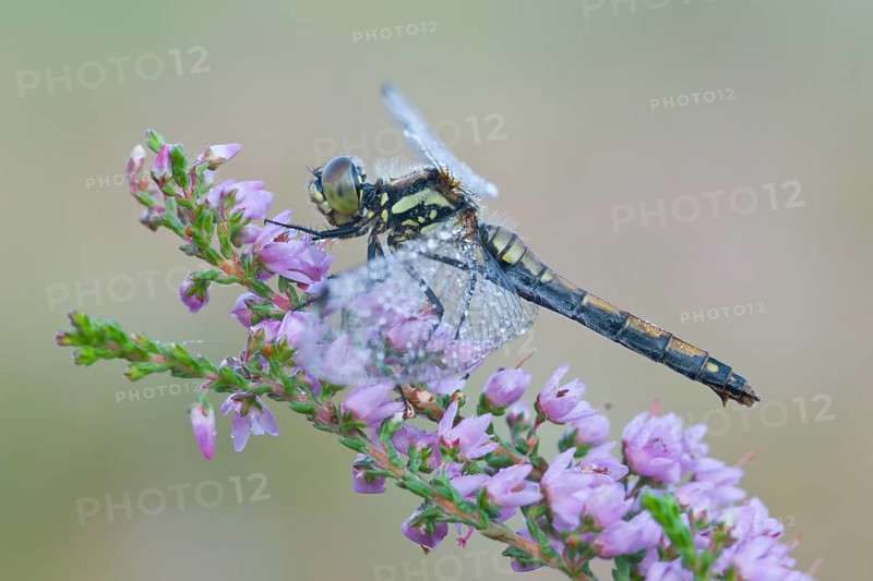 Black darter