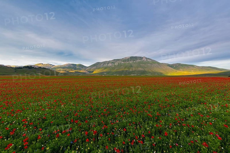 Blooming on plateau Piano Grande