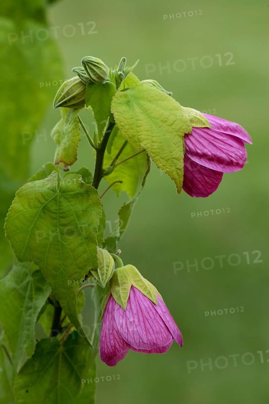 Bell mallow Abutilon Abutilon x hybridum Flower Bloom Ellerstadt Germany Germany