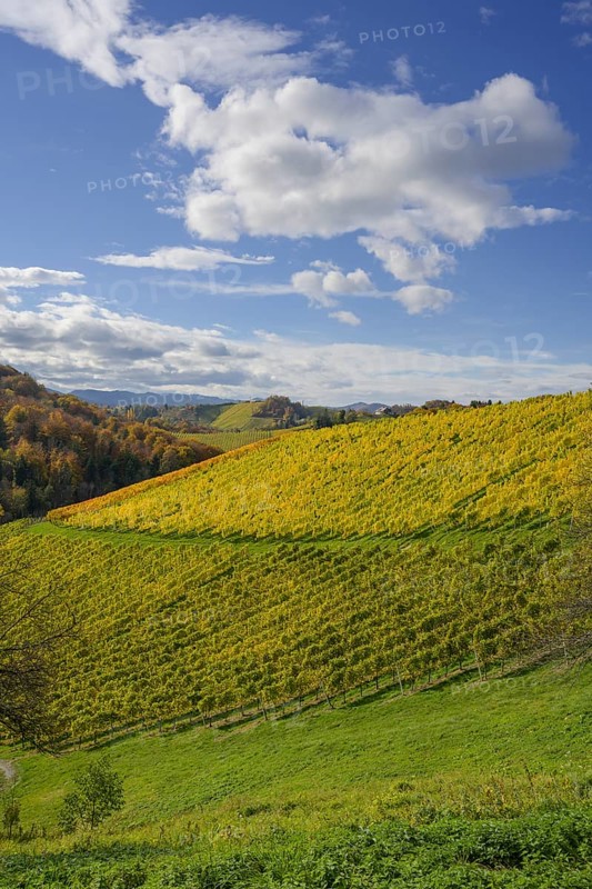 Autumn vineyards