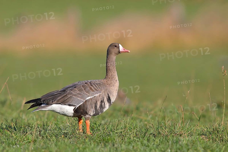 Greater white-fronted goose
