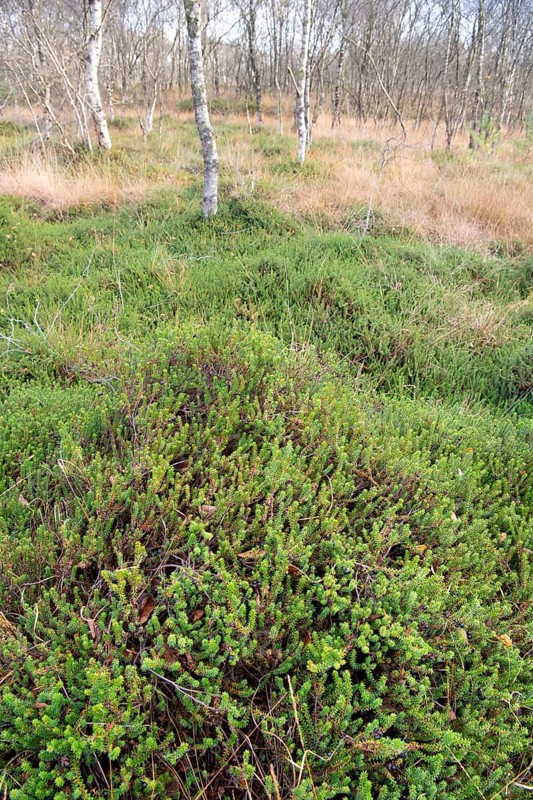Black crowberry