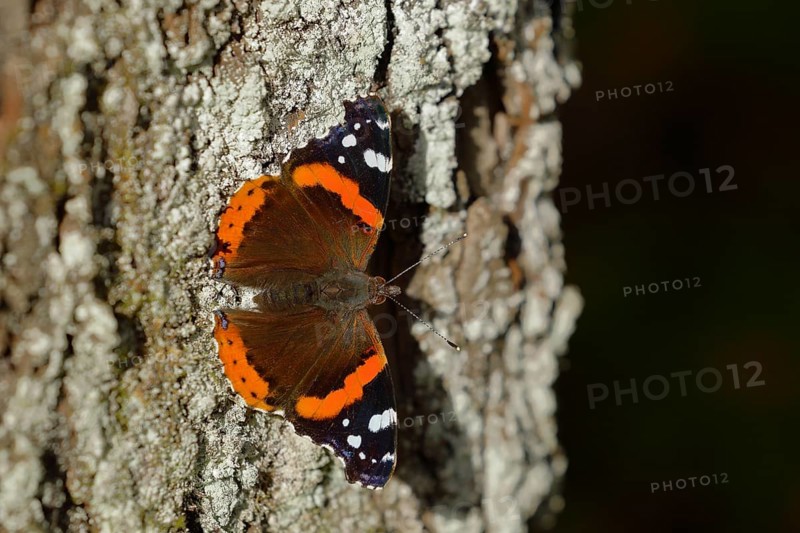 Red admiral