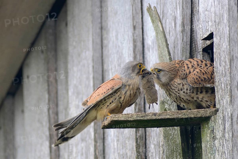 Common kestrels