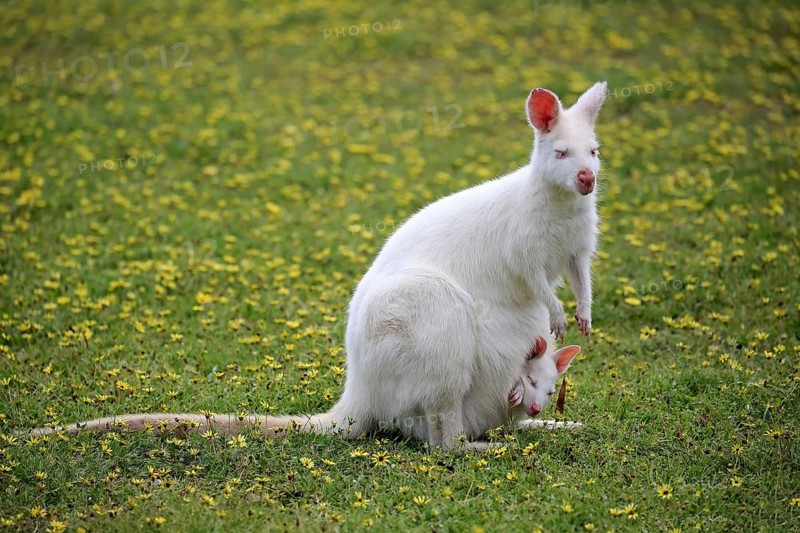 Bennett Wallaby