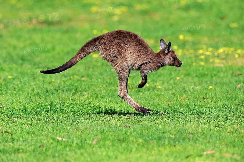 Kangaroo Island Kangaroo