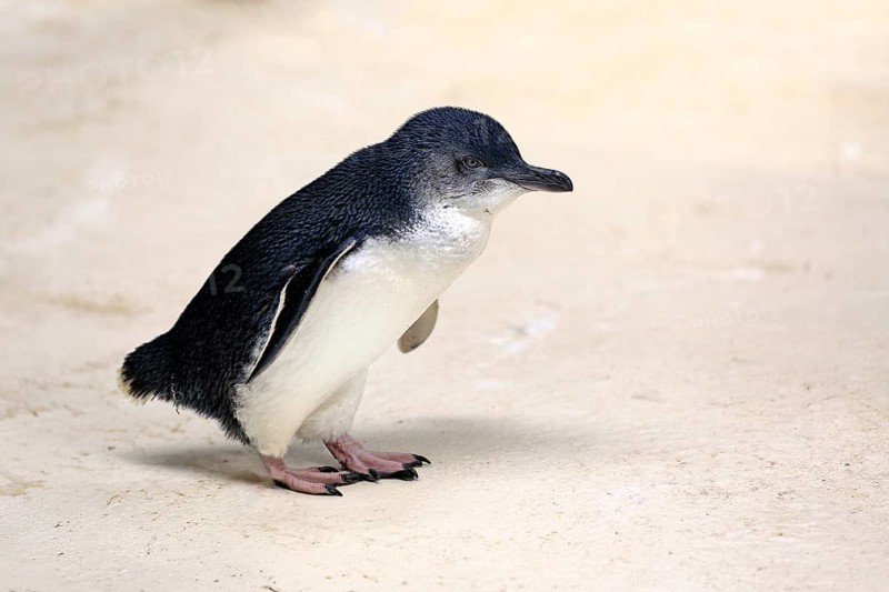 Little penguin