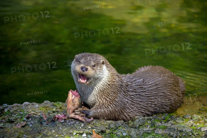 European otter