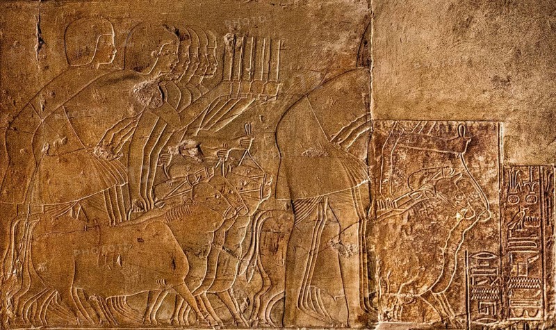 People rounding up cows to present to the Pharaoh afterwards. Next door