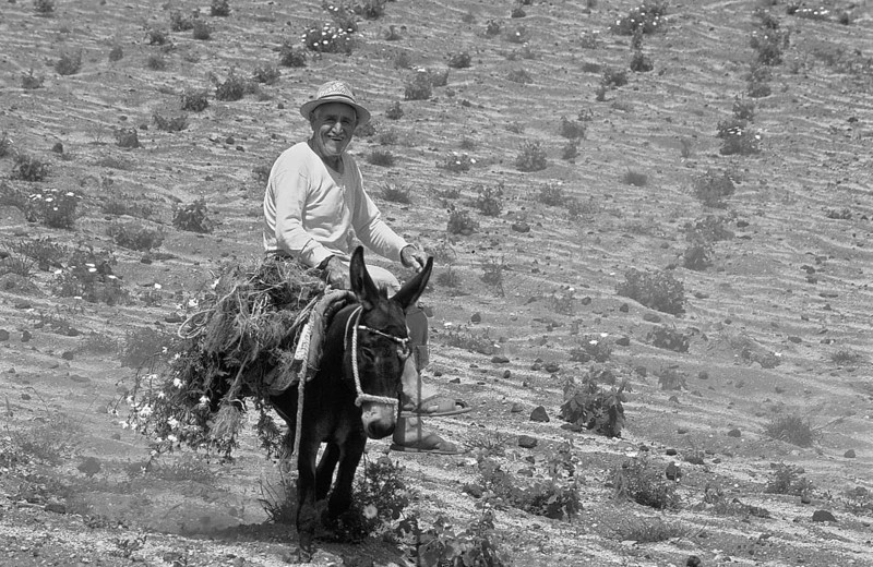 Laughing man on donkey riding across field