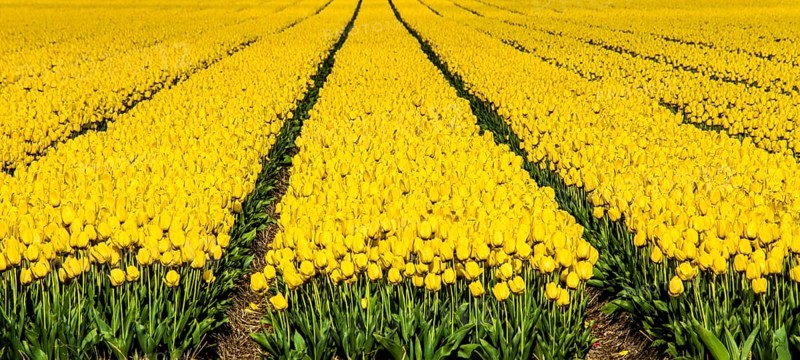 Flowering tulip fields