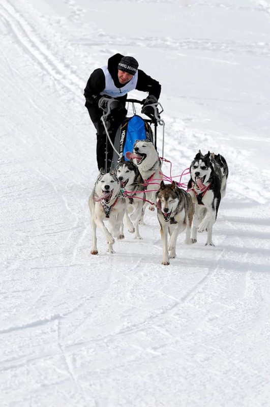 Musher with sled dog team
