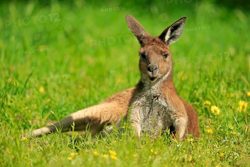 Western Grey Kangaroo