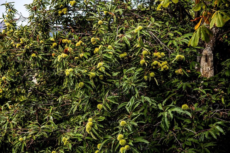 Chestnuts
