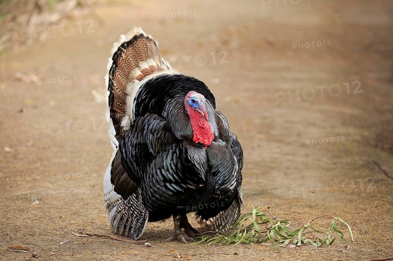 Wild Turkey