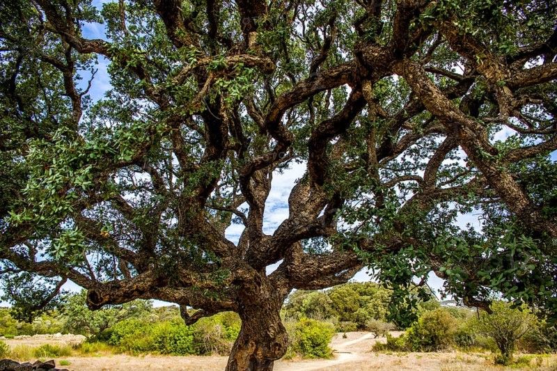 Cork oak in the archaeological site of Filitosa