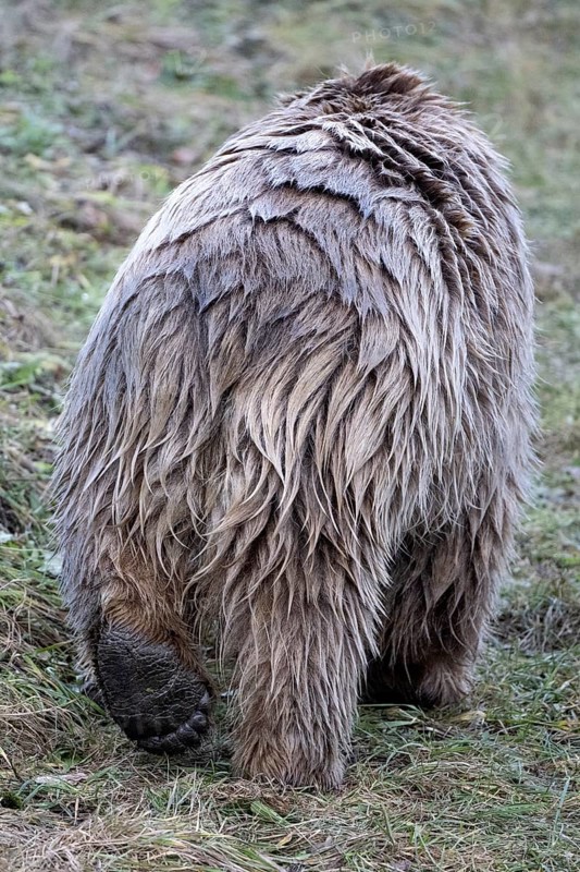 Paw syrian brown bear