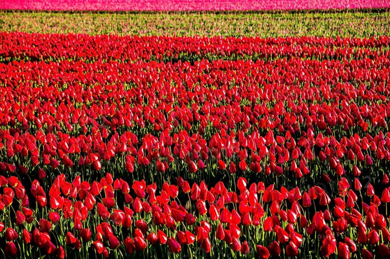 Flowering tulip fields