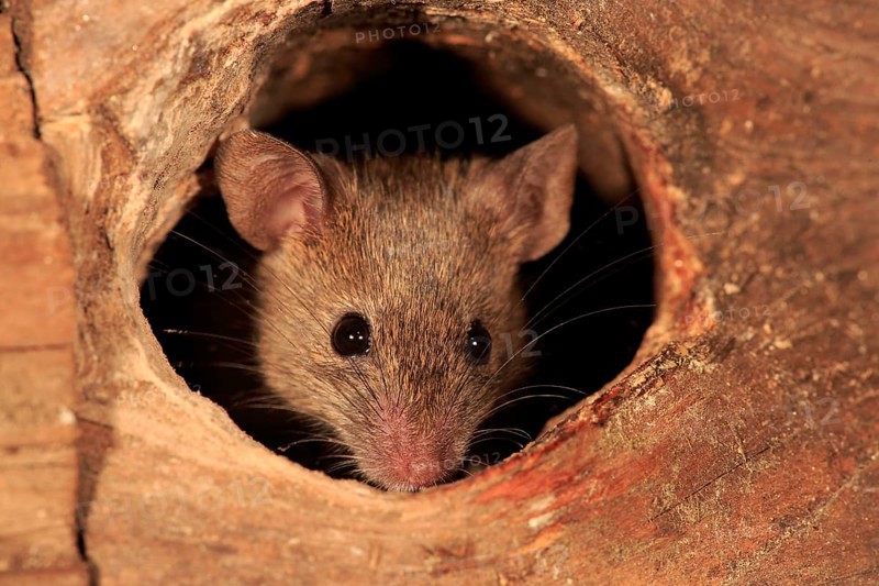 House Mouse