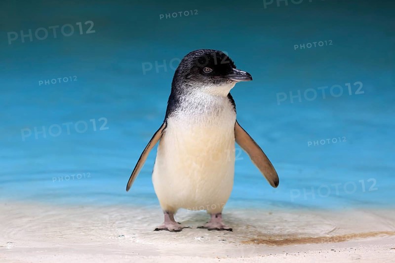 Little penguin