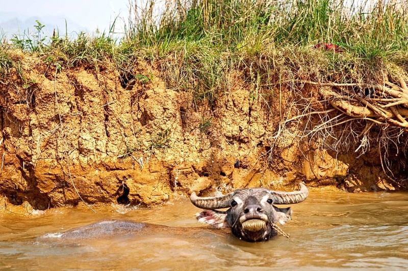Water buffalo in the Nam Pilu River