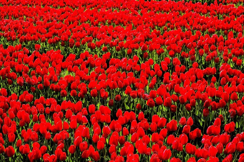 Flowering tulip fields
