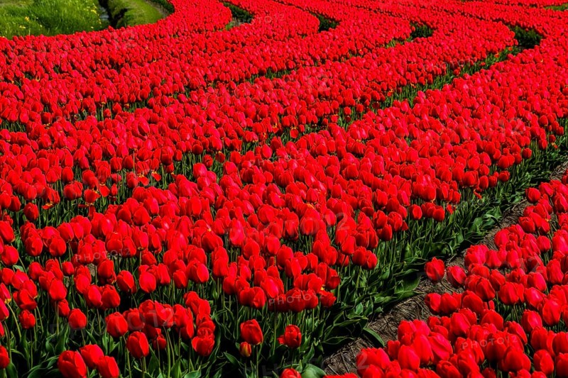 Flowering tulip fields