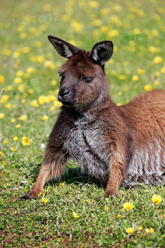 Kangaroo island grey kangaroo