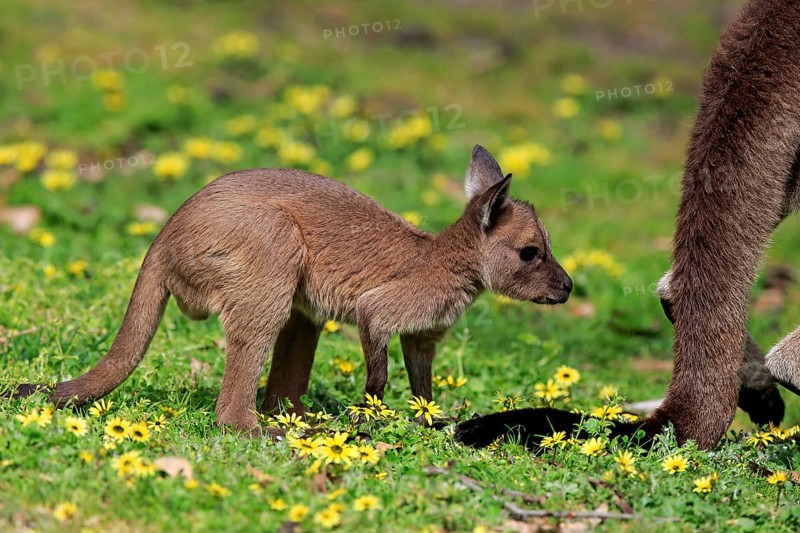 Kangaroo Island Kangaroo