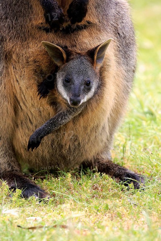 Swamp wallaby