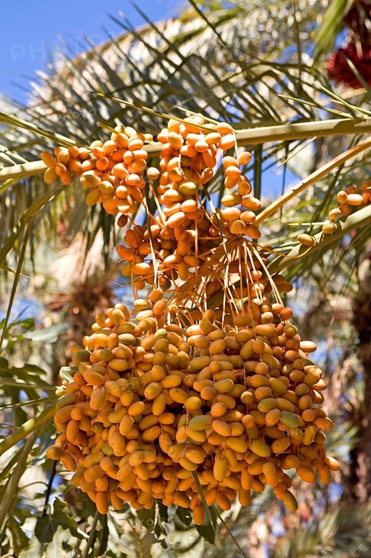 Dates in an oasis in the Draa Valley