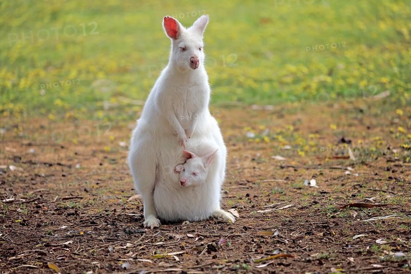 Bennett Wallaby