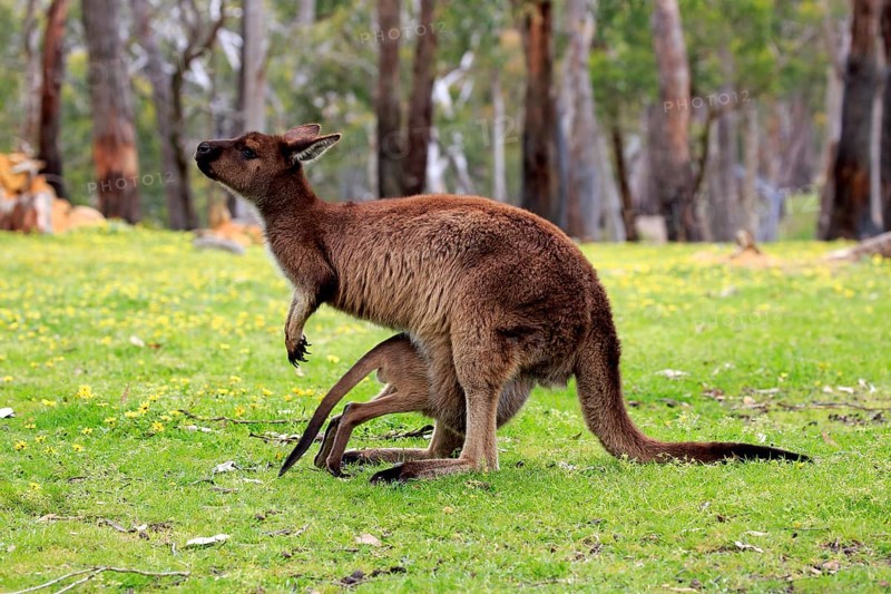 Kangaroo Island Kangaroo