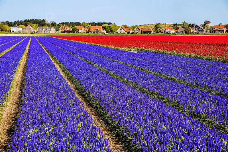 Fields of grape hyacinths in bloom