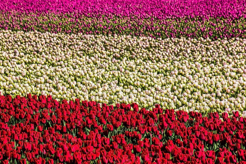 Flowering tulip fields