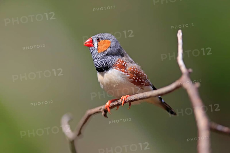 Zebra Finch