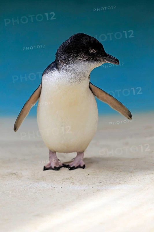 Little penguin