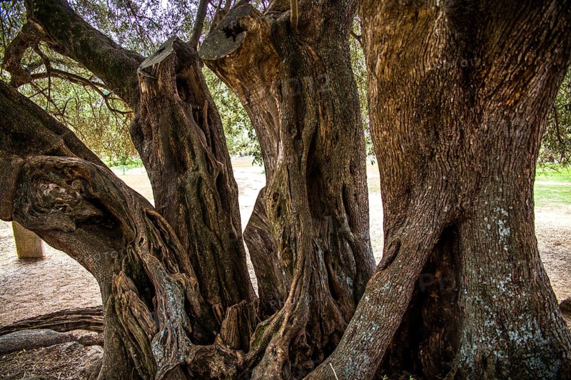 1200 year old olive tree
