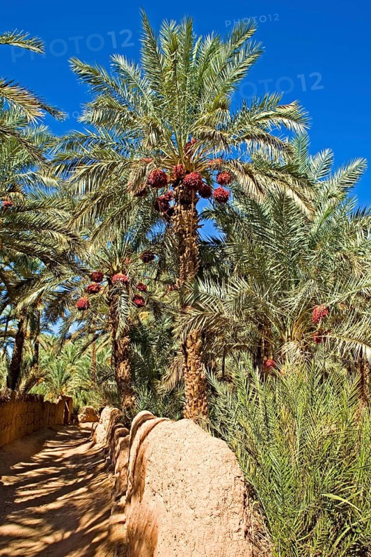 Date palms in an oasis in the Draa Valley